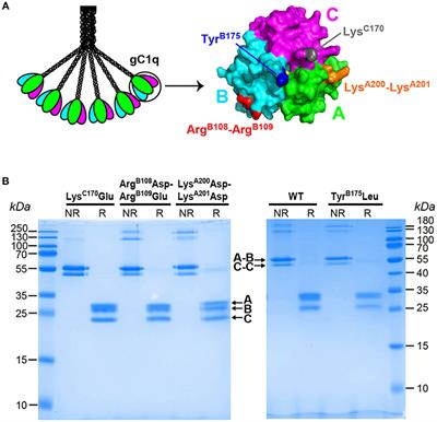 Interaction of C1q With Pentraxin 3 and IgM Revisited: Mutational Studies With Recombinant C1q Variants